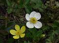 Himalayan Buttercup Anemone